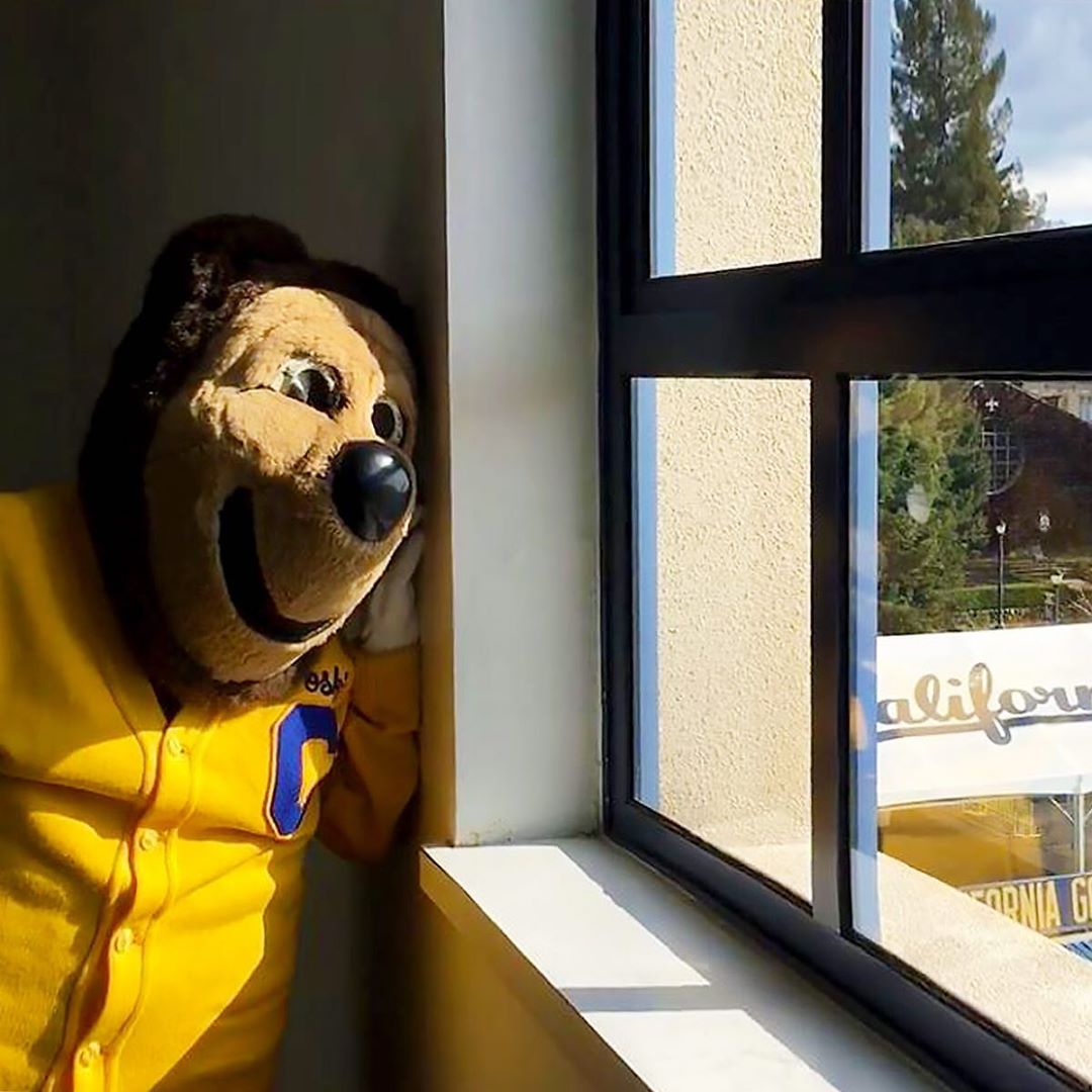 berkeleyinspire's tweet photo. “Hello, can you see me?
I'm in California dreaming about the bear days that used to be
When we were together and free
I've forgotten how it felt before the world fell at our feet
There's such a distance between us
And a million miles”
Oski channels Adele &amp; reminds us #StayHome https://t.co/7iG3In8q8n