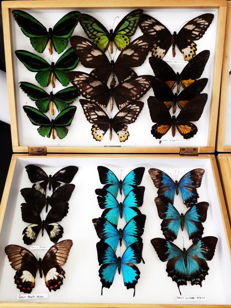 All butterfly specimens are now identified and arranged taxonomically. These specimens are now ready to be incorporated into the National Museum of Ireland’s Natural History collection after lockdown restrictions pass.