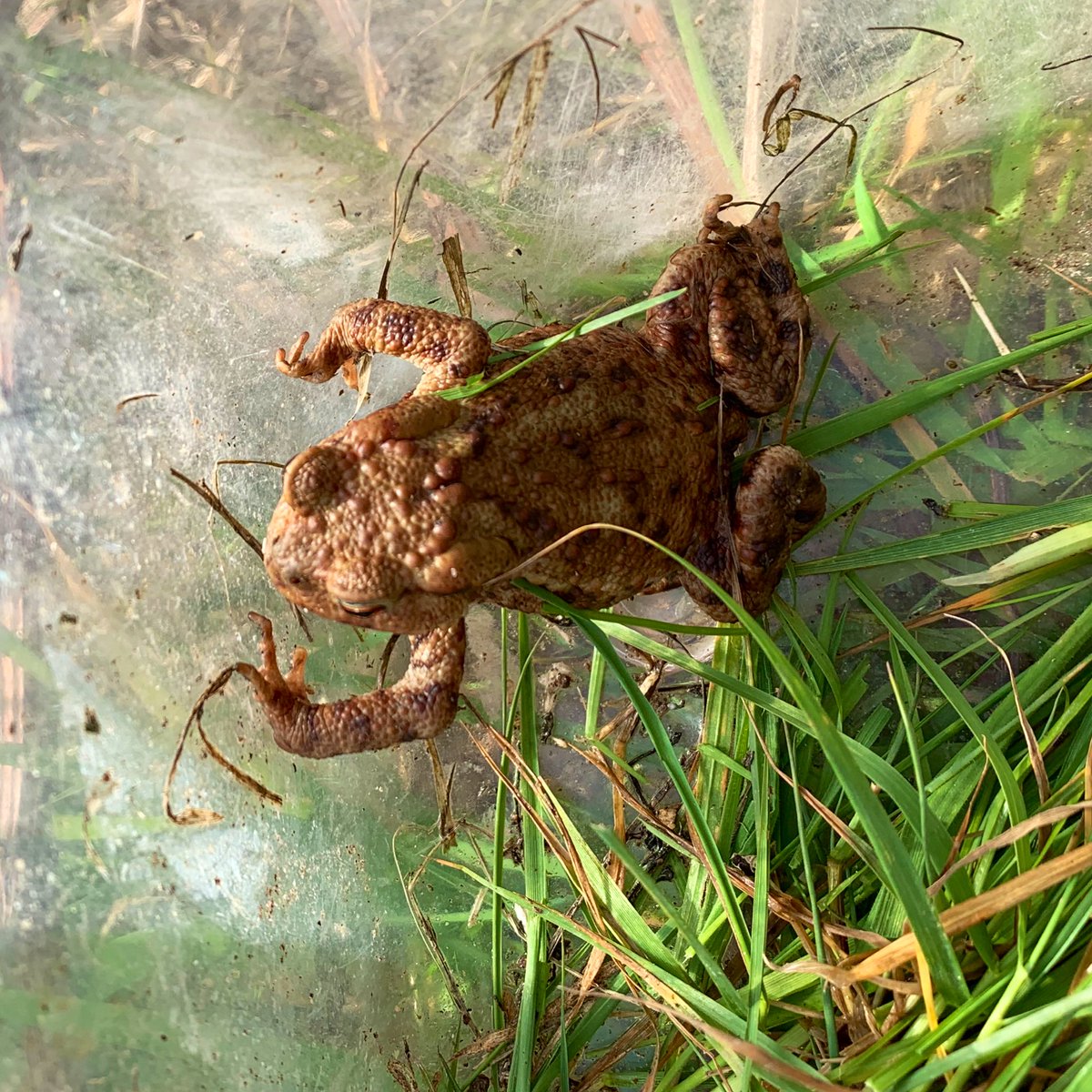 GEnglandEcology's tweet photo. A little roundup of this week’s site finds whilst translocating 😍 field vole/short tailed vole (Microtus argestis) 🐀 common toad (Bufo bufo) 🐸 speckled wood (Pararge aegeria) 🦋 and me with a frog ready for the release site 🌍 #EssentialWorker #ecology https://t.co/4NYSN4MSlH
