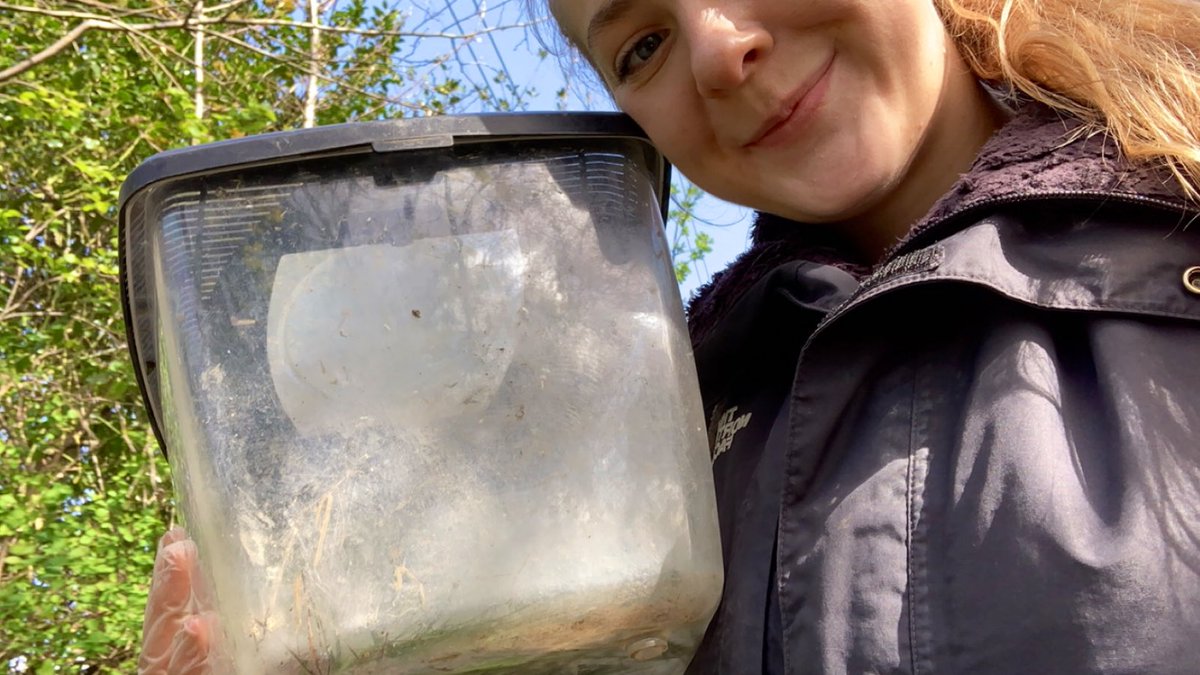 GEnglandEcology's tweet photo. A little roundup of this week’s site finds whilst translocating 😍 field vole/short tailed vole (Microtus argestis) 🐀 common toad (Bufo bufo) 🐸 speckled wood (Pararge aegeria) 🦋 and me with a frog ready for the release site 🌍 #EssentialWorker #ecology https://t.co/4NYSN4MSlH
