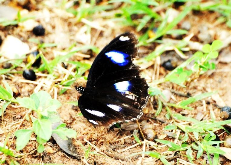 Here is a 50 year old specimen of the Blue Moon Butterfly (Hypolimnas bolina) from Papua New Guinea (Right) with rather tattered wings. On the left is a living specimen of the same species, seen by  @MusingMollusc in Cambodia recently, and equally tattered, raggedy-looking wings.