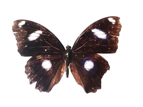 Here is a 50 year old specimen of the Blue Moon Butterfly (Hypolimnas bolina) from Papua New Guinea (Right) with rather tattered wings. On the left is a living specimen of the same species, seen by  @MusingMollusc in Cambodia recently, and equally tattered, raggedy-looking wings.