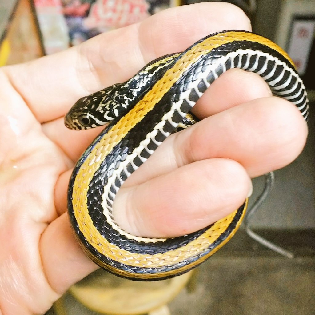 爬虫類 両生類専門店レプティリカス クロスジソウカダ Xenochrophis Vittatus インドネシア産 Wc Pair取り可能 Wcにつき多少の傷等は御勘弁下さい 金属光沢を持つ熱帯産の半水生蛇で かっては安価な種類で雑に輸入される為に状態の悪い個体が多い印象