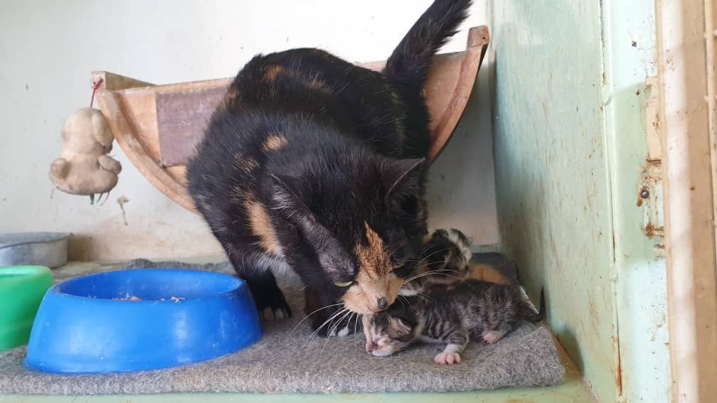 SyrianSanctuary's tweet photo. Marzia ( the cat abandoned pregnant because of the FAKE news of Covid19) gave birth right now .
We are really happy that she is in Ernesto’s. Welcome kittens 
The show must go on .
@theAleppoCatman #SyrianCats https://t.co/qgN8XZIn97