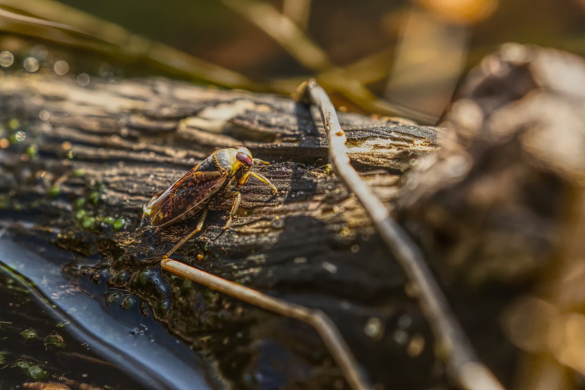 abuzzandaflutter.co.uk tweet media