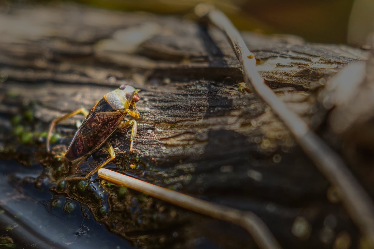 abuzzandaflutter.co.uk tweet media