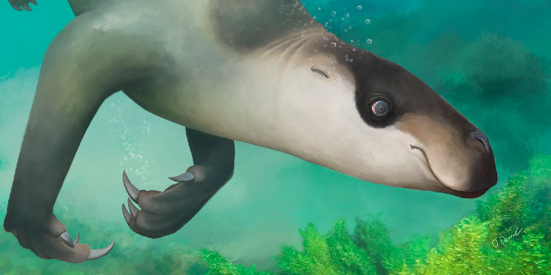 Did you  #GuessTheSkull? Most of you said  #sloth  but this ain't your mama's sloth, its not from the trees, nor is it on the ground it is an.. AQUATIC SLOTH (Thalassocnus natans) Wtf is an aquatic sloth you say.. well take a look at  @OliverDemuth 's awesome art & read 