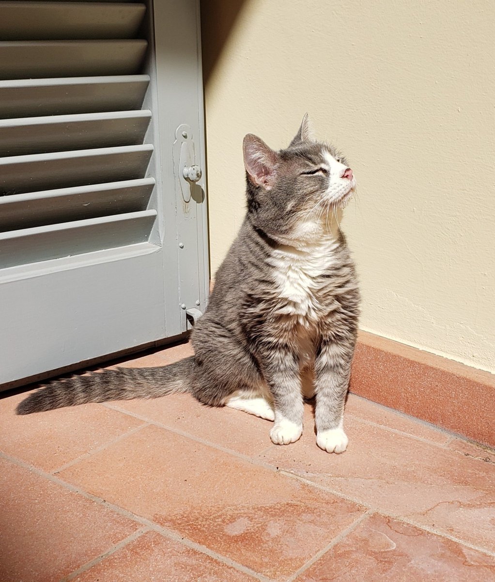 Did ya pack my shades? apolitcalsabbatical.wordpress.com/2020/04/09/did…