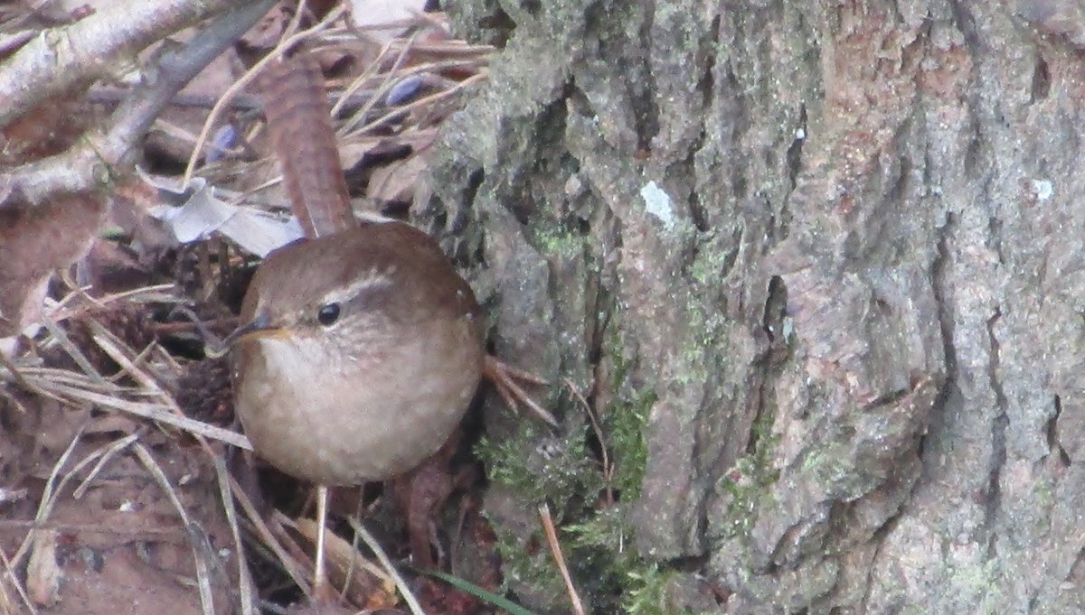 bloglezer's tweet photo. Mooie keuze bij #vogelvoorjaar : De #Heggenmus #Prunella_modularis, en/of de kleine luidruchtige dappere #Winterkoning #Troglodytes_troglodytes . Ik liet mijn oog vallen op de laatste vogel.. @Sovon @vogelnieuws @volgdenatuur @VroegeVogels @maryvanderes https://t.co/HUyksoQF19