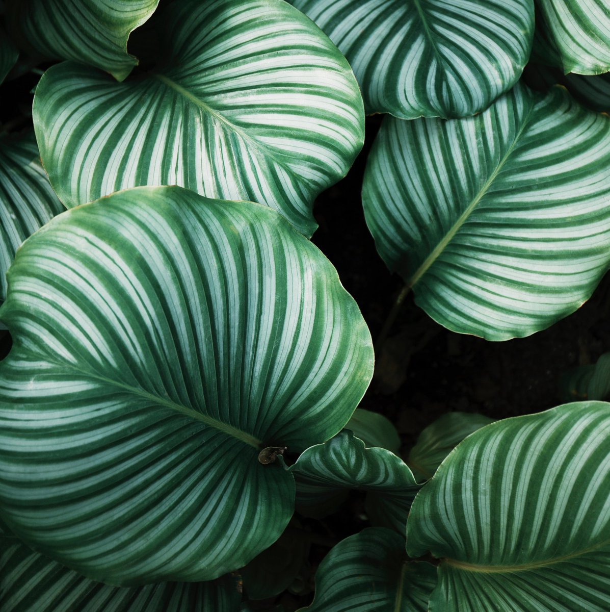 Use Aus botanicals to relax &amp; unwind this easter weekend💚 ⁠
⁠
At A'kin our products are enriched with pure Australian botanicals that are used to delicately nourish and enhance the appearance of your skin. Head over to our site today to find products to suit all skin types.🌿