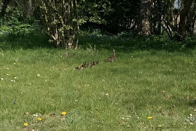 Busy today... watching a family of mallards walk past my office window!