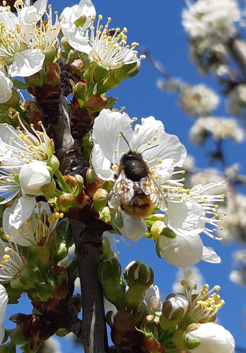 Heureusement le #confinement ne touche pas abeilles et bourdons pour le #Deconfinement prochain des cerises...