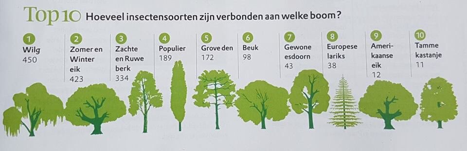 DeBomenridders's tweet photo. Zomereiken kunnen meer dan 400 soorten insecten herbergen. Waaronder vele vlinders en rupsensoorten, die door Xentari allemaal gedood worden. Denk daaraan als u met Xentari spuiten tegen processierups begint. Biologisch betekent niet altijd onschuldig. https://t.co/FK6kqQPkId