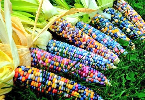 Wonder corns!Glass Gem Corn is native to America. Naturally they grow up with all these bright shades of different colours. Beautiful isn't it?