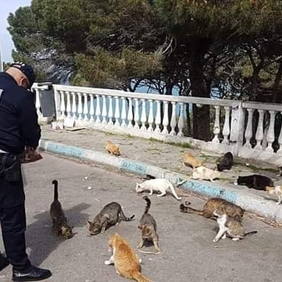YBelhaissi's tweet photo. #كورونا_المغرب
رجل أمن بمنطقة الرميلات #بطنجة يطعم قططا جائعة زمن الجائحة. https://t.co/8G3jr5YMTy