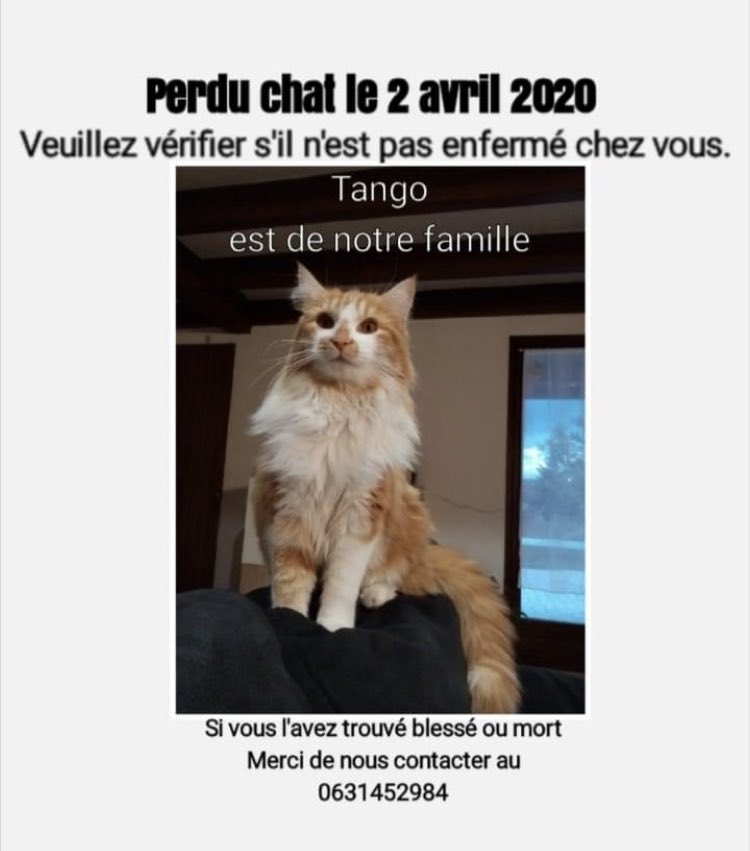 GarmaxP's tweet photo. Le chat🐈 d’une amie n’est pas rentré chez lui depuis quelques jours. Merci de partager ❤️ #voiron #charnècles #renage #moirans #rives #beaucroissant #vourey #réaumont #saintcassien #isère @AnimauxPerdus @Atsem38 https://t.co/2Iht84HBTD