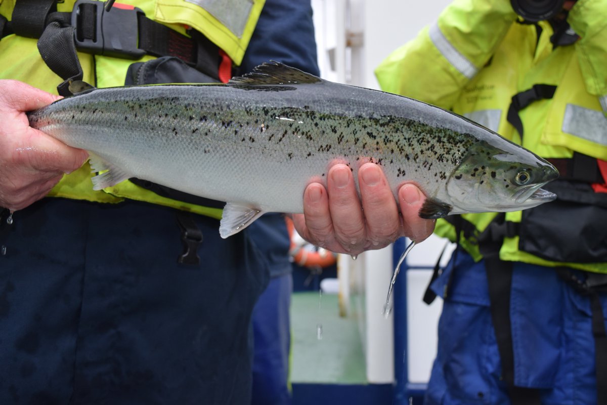 Cut-price genes: new method lowers cost of search for lice-resistant salmon. bit.ly/2wpO58U @scottishaqua @roslininstitute @EdinburghUni @BetterBreeding @IoAStirling @RossHouston @MowiScotlandLtd @SSPOsays @scotseafarms @SSPOsays #salmon #genetics