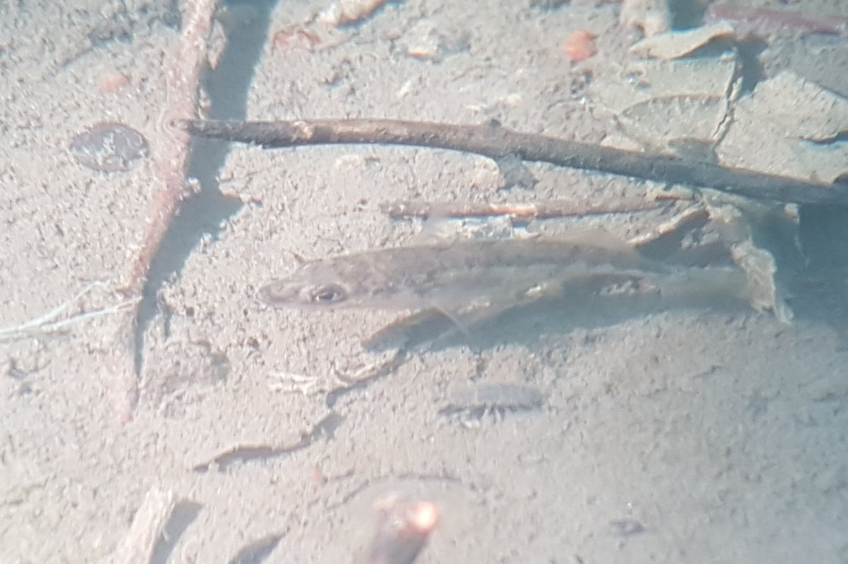 GlosHobby's tweet photo. #BrookLife again, watching caddisfly larvae thru the scope atm. Its another world down there! #GlosFishes https://t.co/mq8ullVEZp