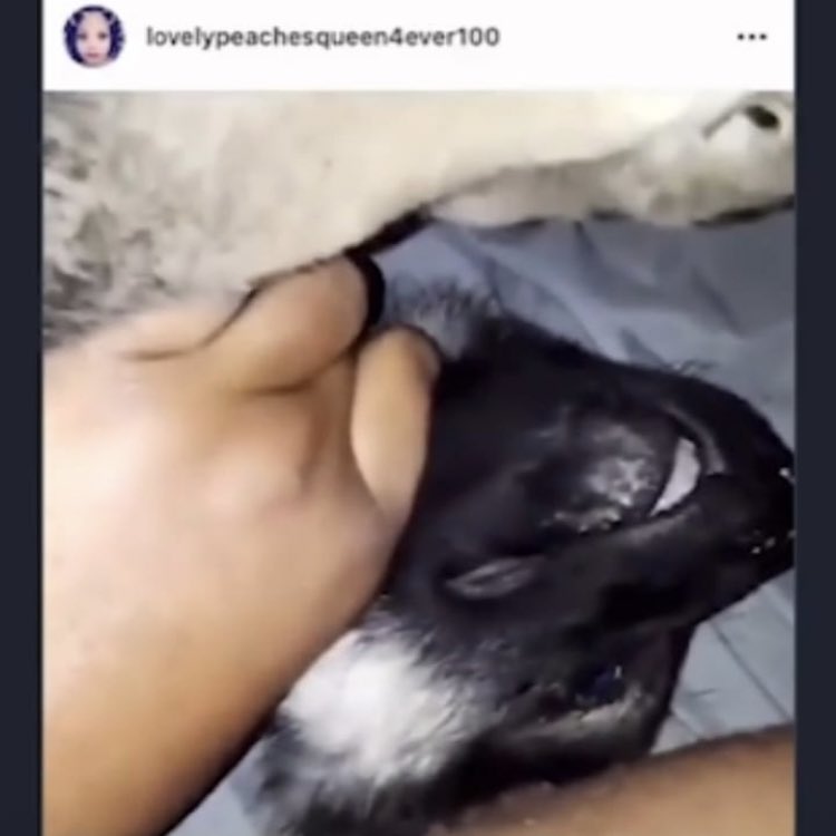 Malu trevejo dog