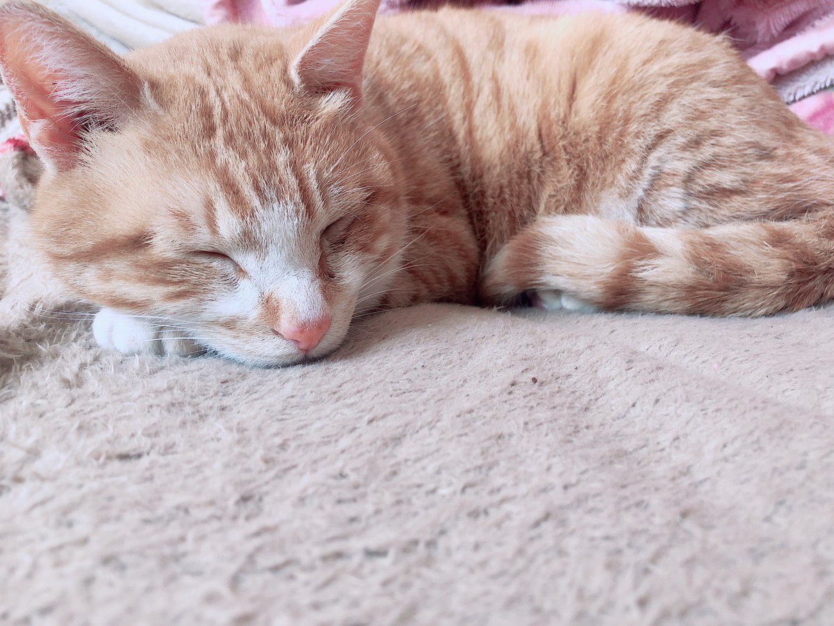 perfectgorira51's tweet photo. うにと出会ってからもうすぐ1年なのでケーキでお祝いしました🧁🐈 https://t.co/gRgfzidIM1
