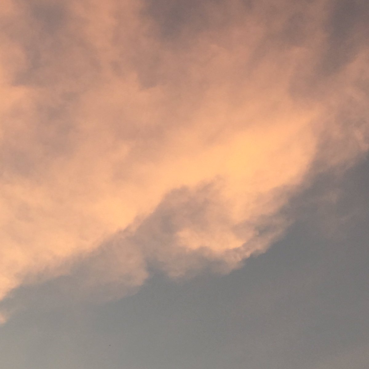 ɹǝd tweet media