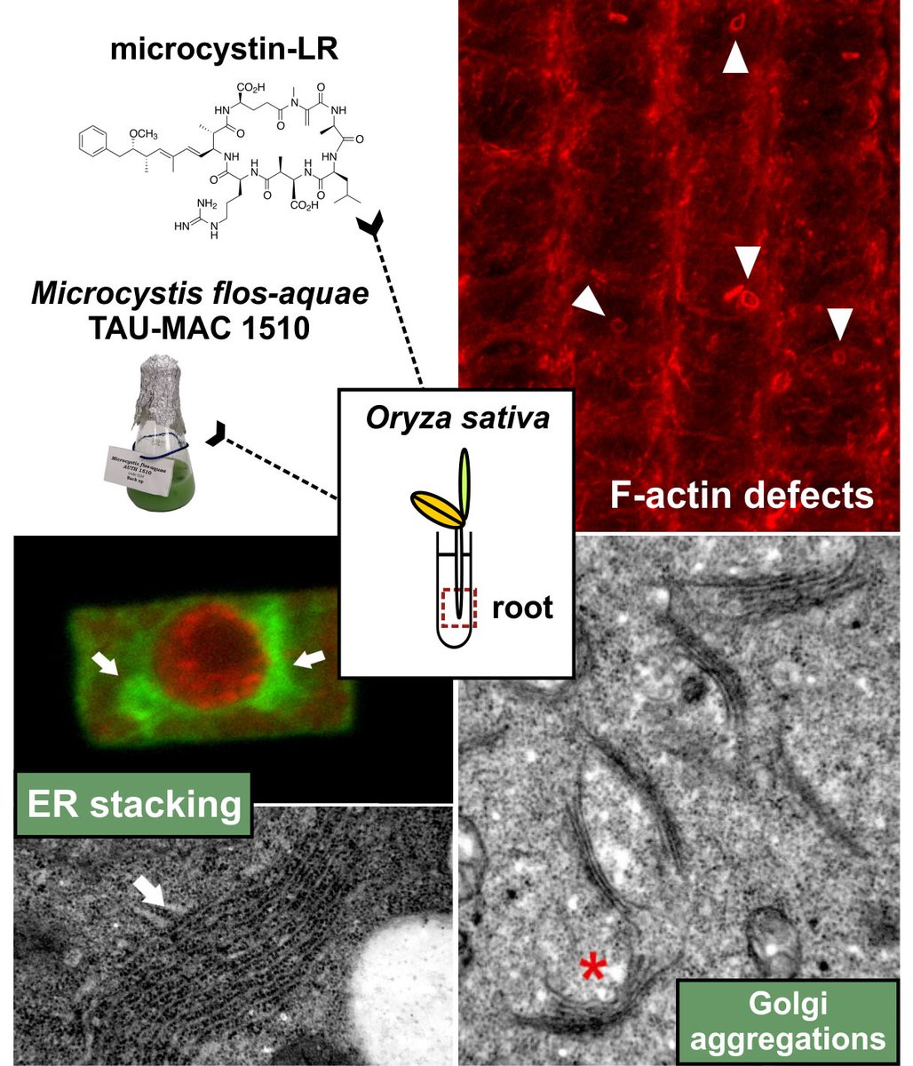 CyanoLab AUTH tweet media