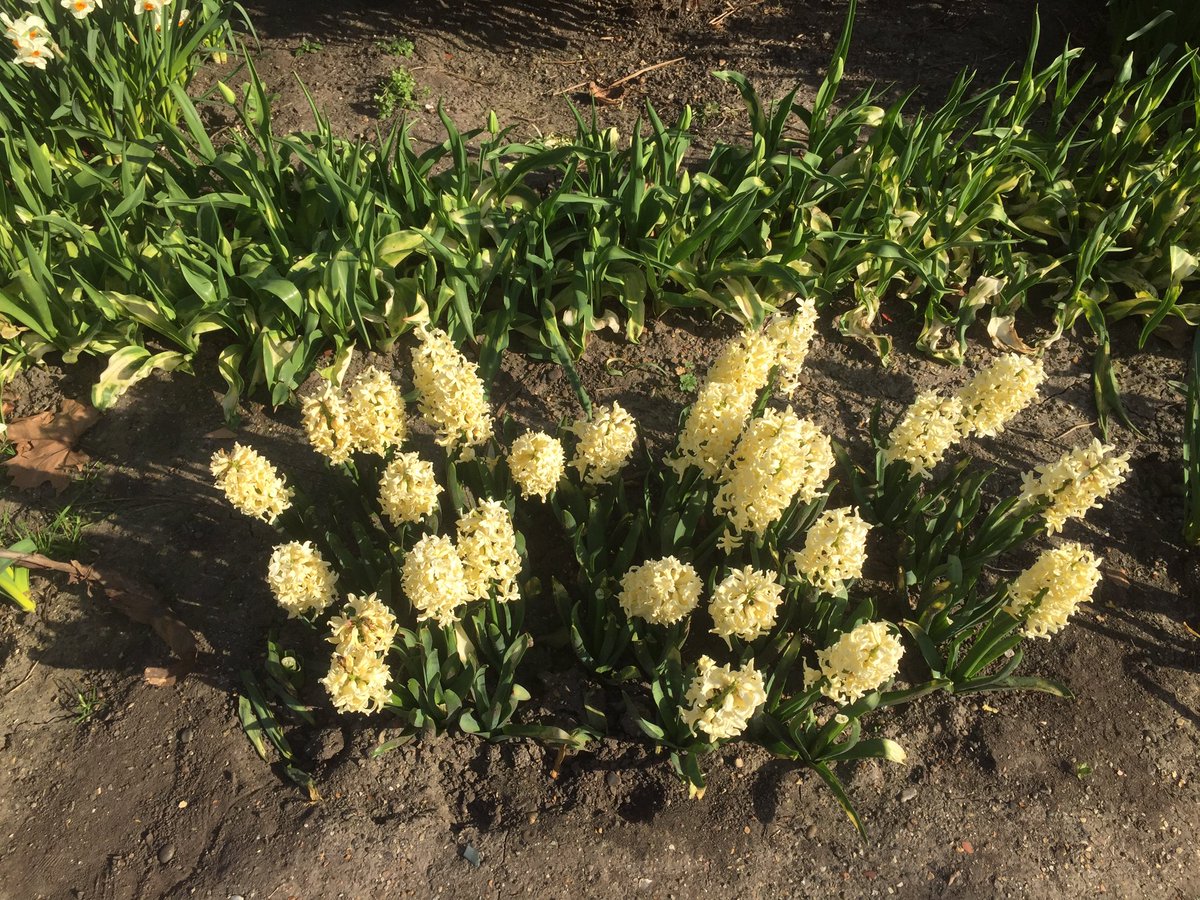 ParkHillFriends's tweet photo. #Blossom &amp; Bloom watch🌸
In 2019 the Friends of #ParkHillPark had the wonderful @GGCroydon volunteers help us plant over 300 bulbs the Friends had brought for the Community.
These are now in bloom at the Barclay Road entrance of #Parkhillpark #Croydons 
Central Park https://t.co/IakU1KPnEc