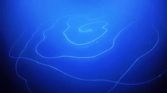 深海探査した結果？全長120メートルの生物が発見されたwww
