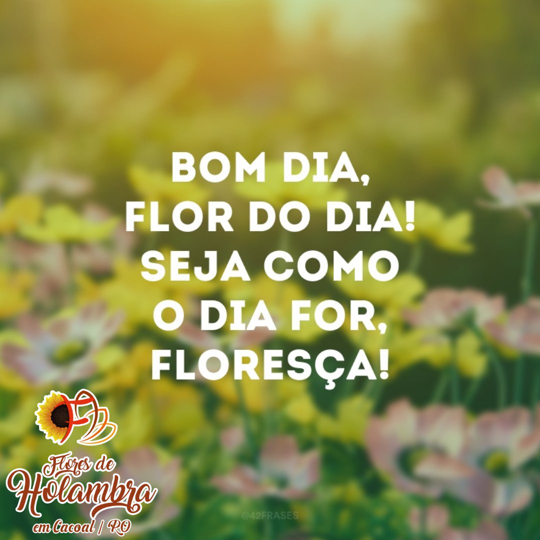 Flores de Holambra em Cacoal on Twitter: 