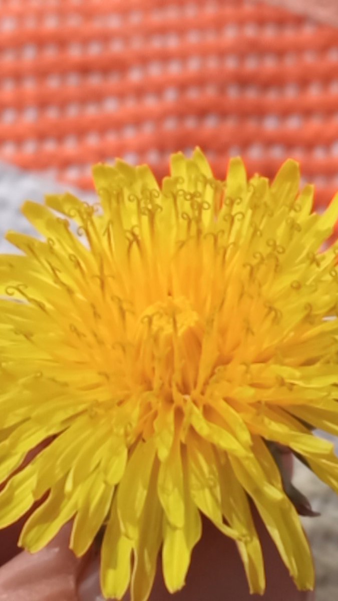 HendacTeslar's tweet image. Spring Time. #simplelive #sunshine