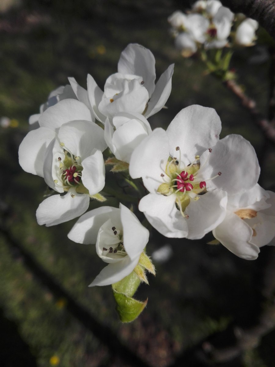 lan wangji - white cherry blossoms