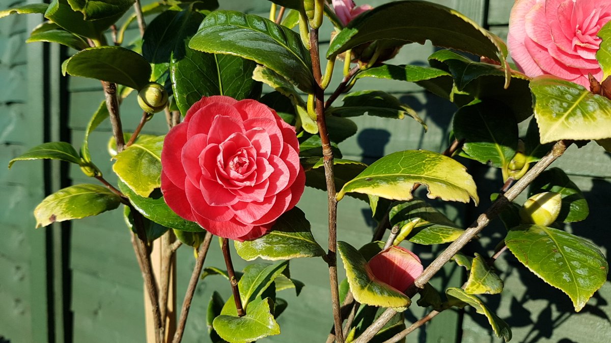 Pin Lu On Twitter Blossom In My Memory Card 9 April 2019 At Home With A Pink Camellia In The Garden Edinburgh