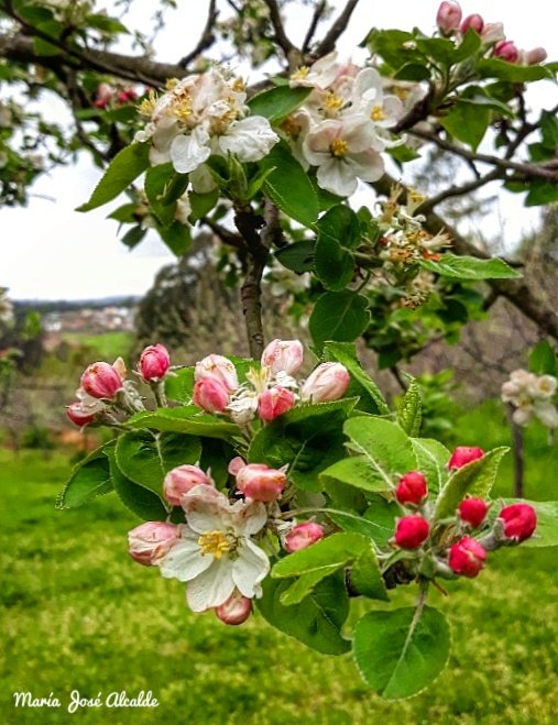 <a href="/turisriasbaixas/">Turismo Rías Baixas</a> Que bien lo pasamos el año pasado en la jornada #MaceirasEnFlor organizada por #TurismoRíasBaixas verdad <a href="/alvientooo/">Alberto Ribas</a> <a href="/LaurelyCanela/">Mª José Basanta</a> <a href="/trucosviajeros/">Leticia Perez</a> <a href="/MILIASB/">Emilia Santiago Blan</a> <a href="/dianamiaus/">Diana Millos</a> 
Que ganas de volver #AEstrada ...iremos de nuevo pero ahora... #QuedamosNaCasa #ViajaMañana