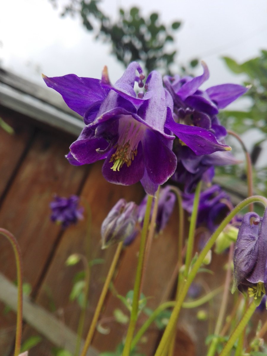 jiang cheng - purple columbines  #mdzs