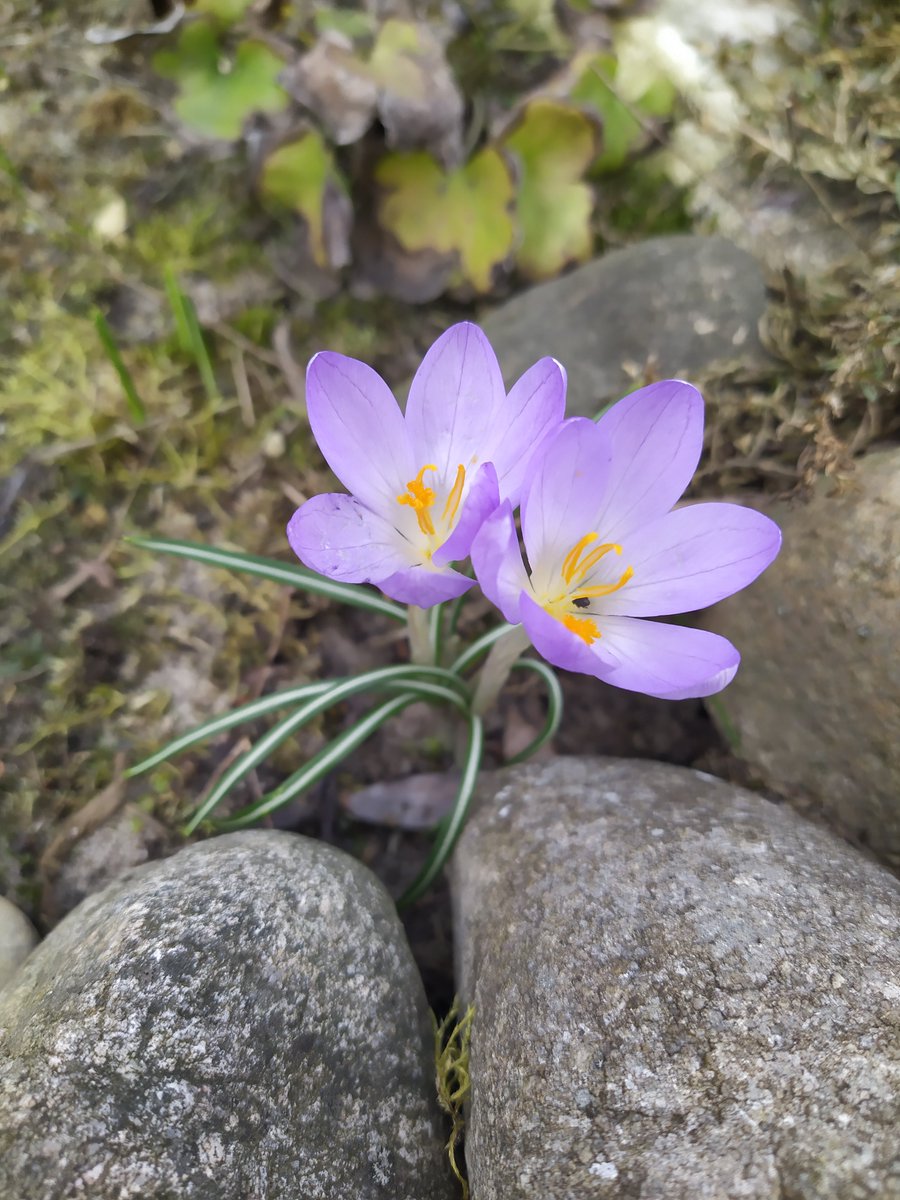 jiang yanli - light purple crocuses