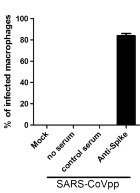 Serum containing anti-spike antibodies enables spike-pseudotyped lentiviral particles to infect human macrophages (which do not express ACE2). Could this similarly allow  #SARSCoV2 to enter cell types outside the natural tropism? (6/13) https://www.ncbi.nlm.nih.gov/pmc/articles/PMC4018502/