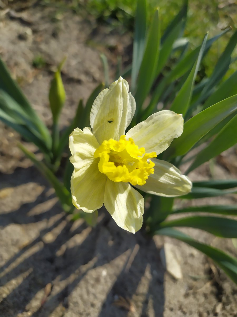 jin ling - yellow daffodils