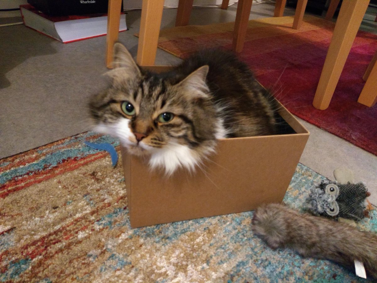 NUALibrary's tweet photo. It's Wednesday! Today for #NationalPetMonth we introduce Dan's cat Freya.

Freya, like many cats we know, is prone to grumpiness and likes sitting in boxes. 
#CatsOfTwitter 
#fluffycheeks https://t.co/hqHseB9Hwb