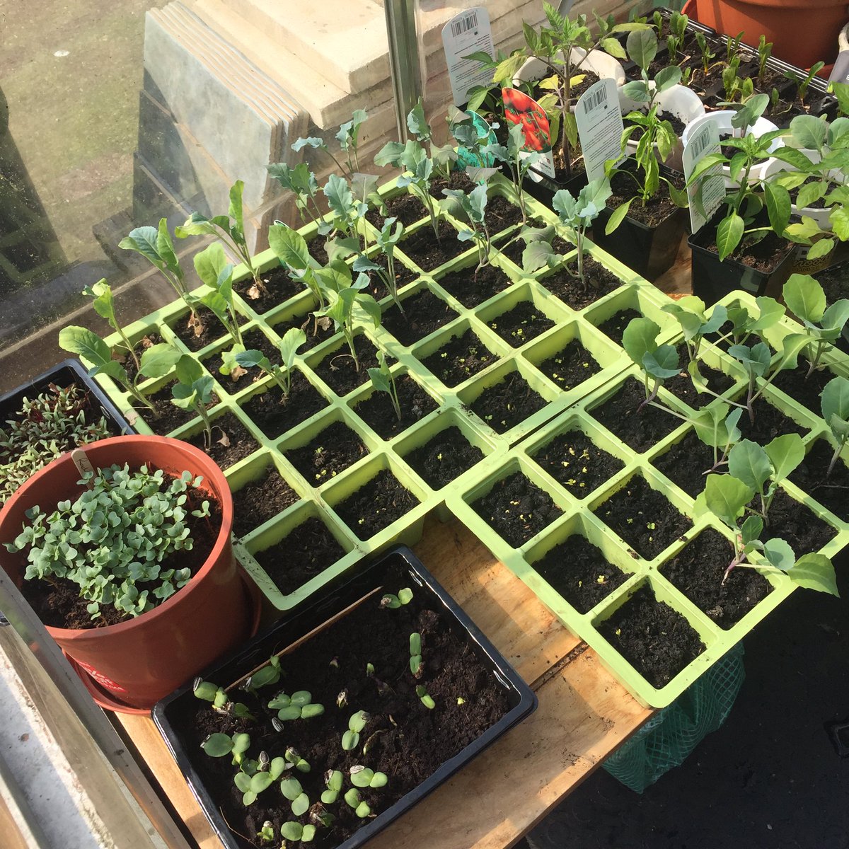 PawsOutdoors's tweet photo. #greenhouse looking full of life and hope... 🌱 #lotmentgirl #allotment #GYO #VegGrower #loveyourgarden #allotmentlife #DigFor #seeds #gardening #GardenersWorld https://t.co/NxHluHPOC9