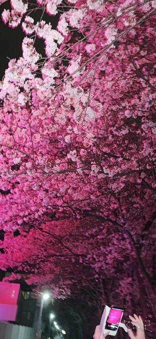 夜桜 高画質 のtwitterイラスト検索結果 古い順