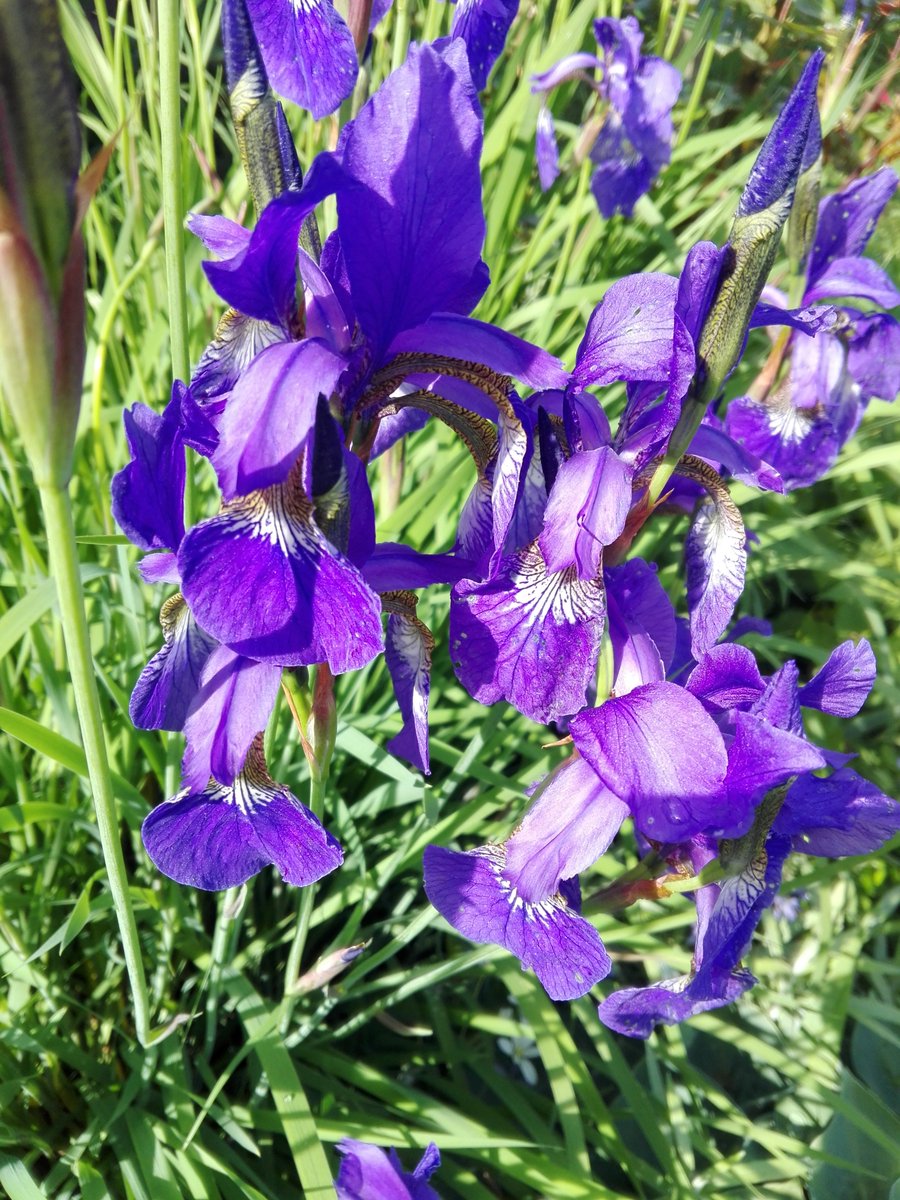 jiang fengmian & yu ziyuan - purple irises, purple-pink lilacs