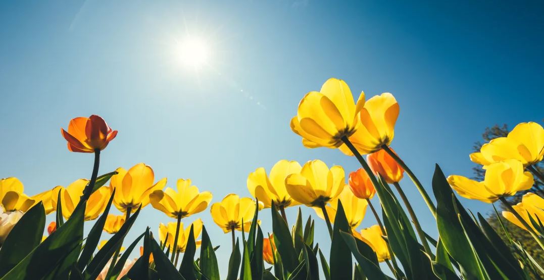 We want to offer you all our very best wishes for a Happy Easter, with the hope that these difficult times will soon be replaced by optimism and a new energy to rebuild. Enjoy the sunshine!