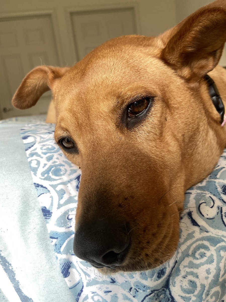 Breadchick's tweet photo. Mom, is this quarantine thing over yet? <sigh> #StayHome #BeNice #TipMore #WashYourHands #BoredDog #RhodesianRidgeback https://t.co/Yrxh9GaL7k