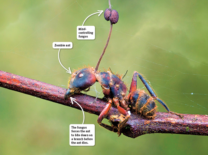 Perhaps you wondered why are there still even ants? Why didn't they ALL get turned into zombie fungus food? Turns out that some ant colonies can reach an equilibrium with the parasitic cordyceps fungus, with the help of ANOTHER fungus.