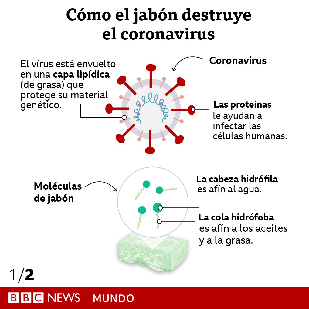 bbcmundo's tweet image. ¿Qué le hace el jabón al coronavirus? Los gráficos te dan una idea, pero aquí lo explicamos con más detalles 🧼 bbc.in/39OTOms 🧼