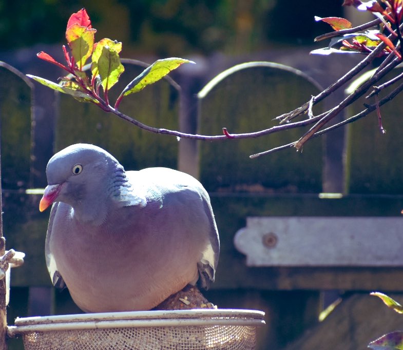 3 of my #Woodpigeon friends joined me for Lunch today in the #Garden 

Trying hard to keep ones mind focused on what’s important. 

Feeding & Watering my #Birds is 1 #Positive I always do. 

#Normality midst #COVID2019uk Days. 🙏🌹