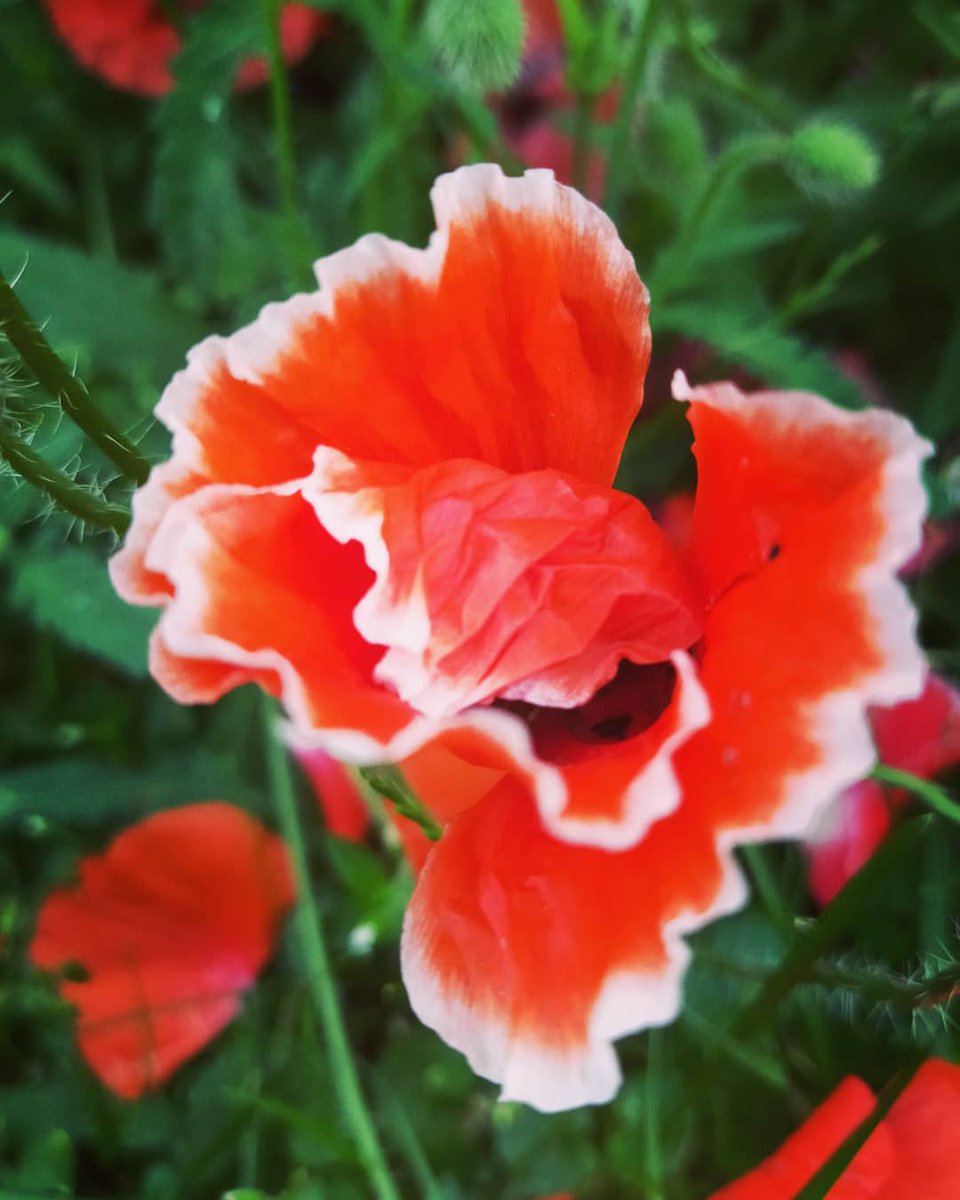 wen qing - white-red poppies