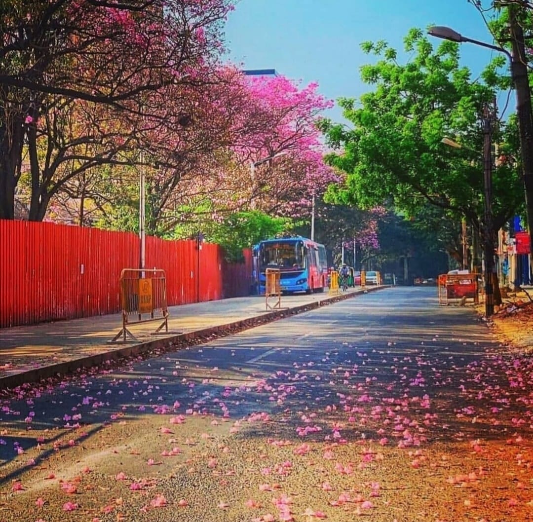 Hello, I live here. Does this look like some other different road or tailored photo? No its is my  @bangalore I can resonate now with my beautiful hometown  #chandigarh Tag your city picture. #beautiful  #PicOfTheDay  #Bengaluru