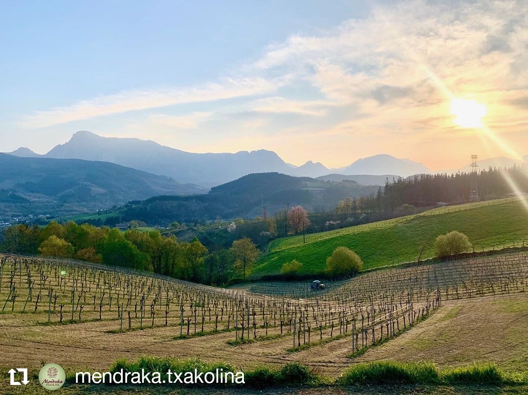 BizkaikoTxako's tweet photo. Esta Semana Santa no podremos hacer enoturismo, pero las bodegas de Bizkaia nos muestran estas preciosas imágenes desde sus ventanas.
📷 Txakoli Mendraka https://t.co/feExONn9xk