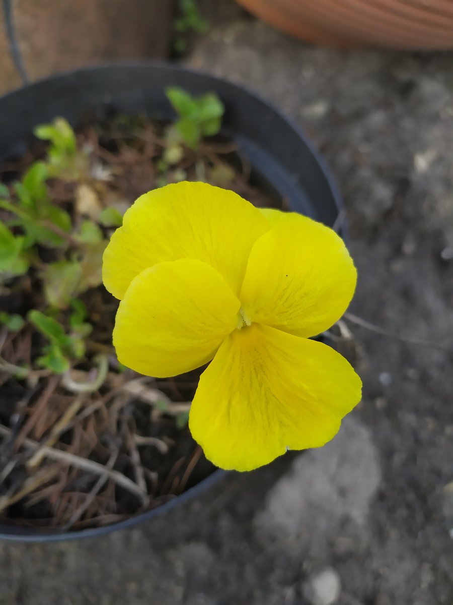 jin guangyao - yellow pansies